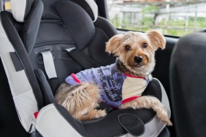 A Yorkshire Terrier wearing a purple shirt and colorful collar sitting in a child's car seat.